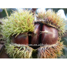 sell 2011 fresh Chestnut
